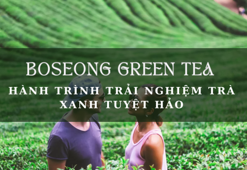Boseong Green Tea Festival 2025: Hành Trình Trải Nghiệm Trà Xanh Tuyệt Hảo
